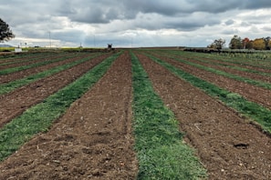 green grass field under cloudy sky during daytime