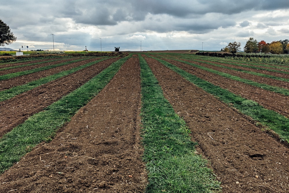 green grass field under cloudy sky during daytime