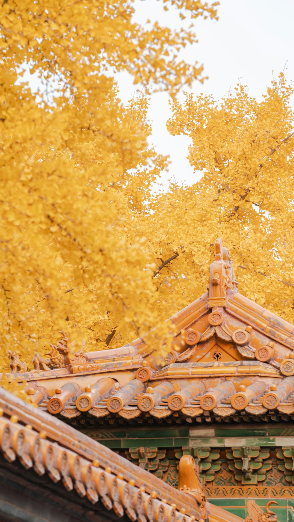 낮에는 노란 잎 나무 아래 갈색 나무 지붕