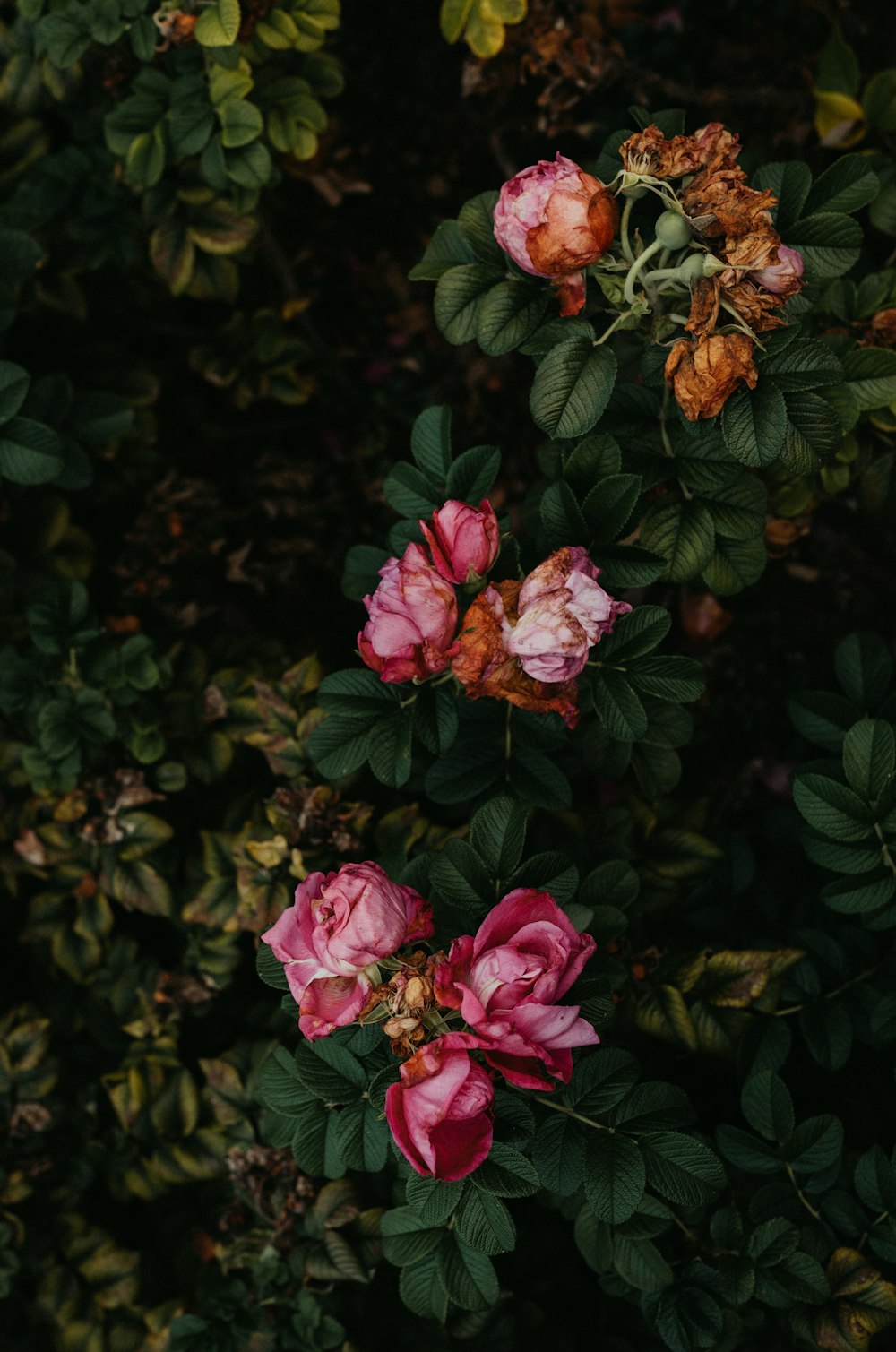 pink flowers with green leaves