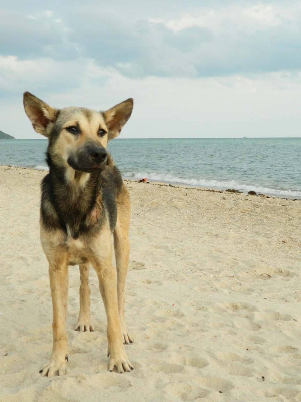 brown and black german shepherd on beach during daytime