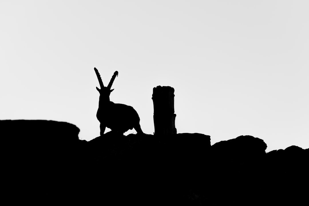 silhouette of two deer on rock formation
