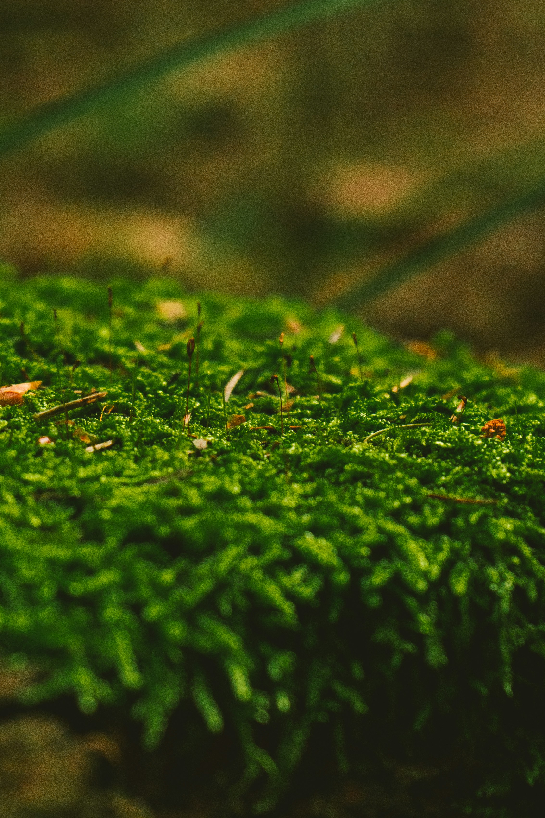 Photo by thestefankostic