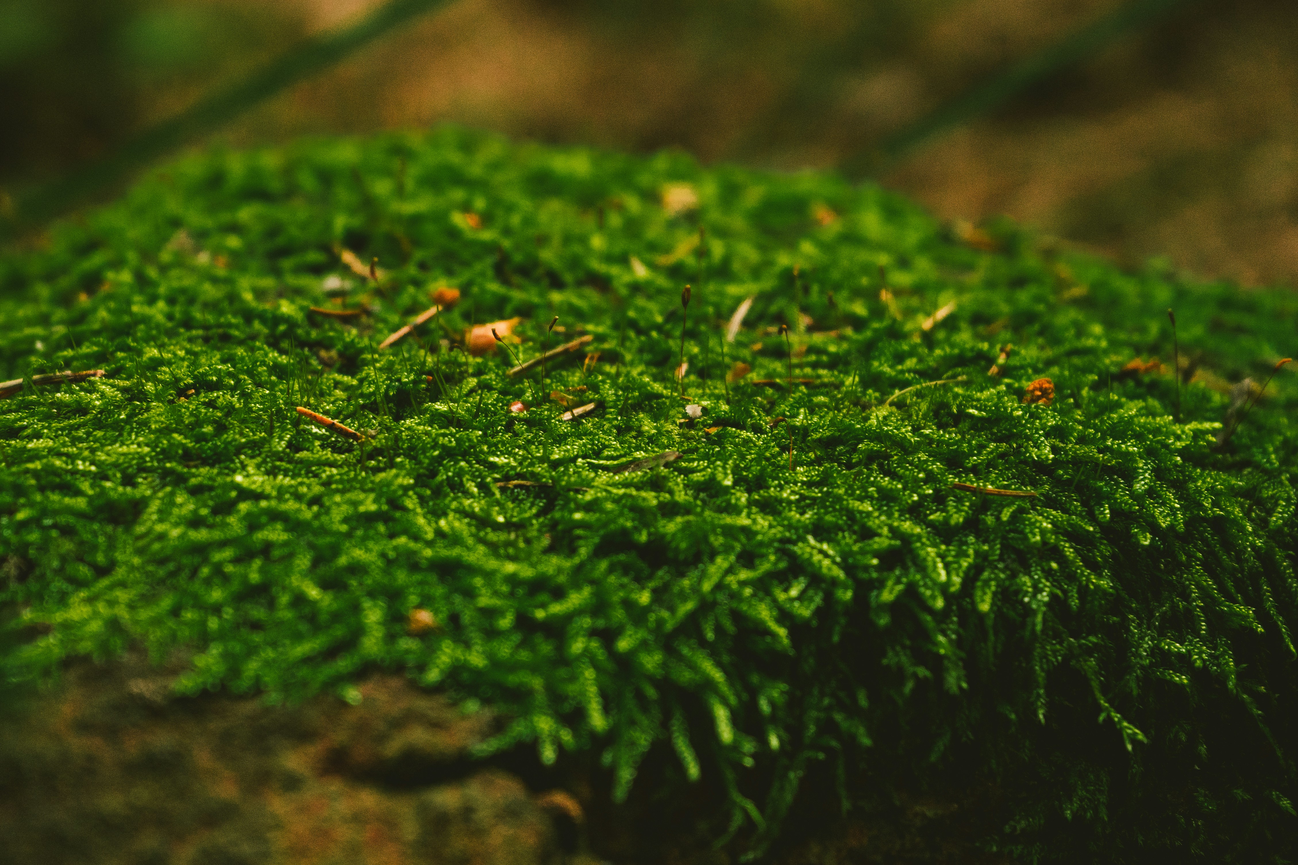 Photo by thestefankostic