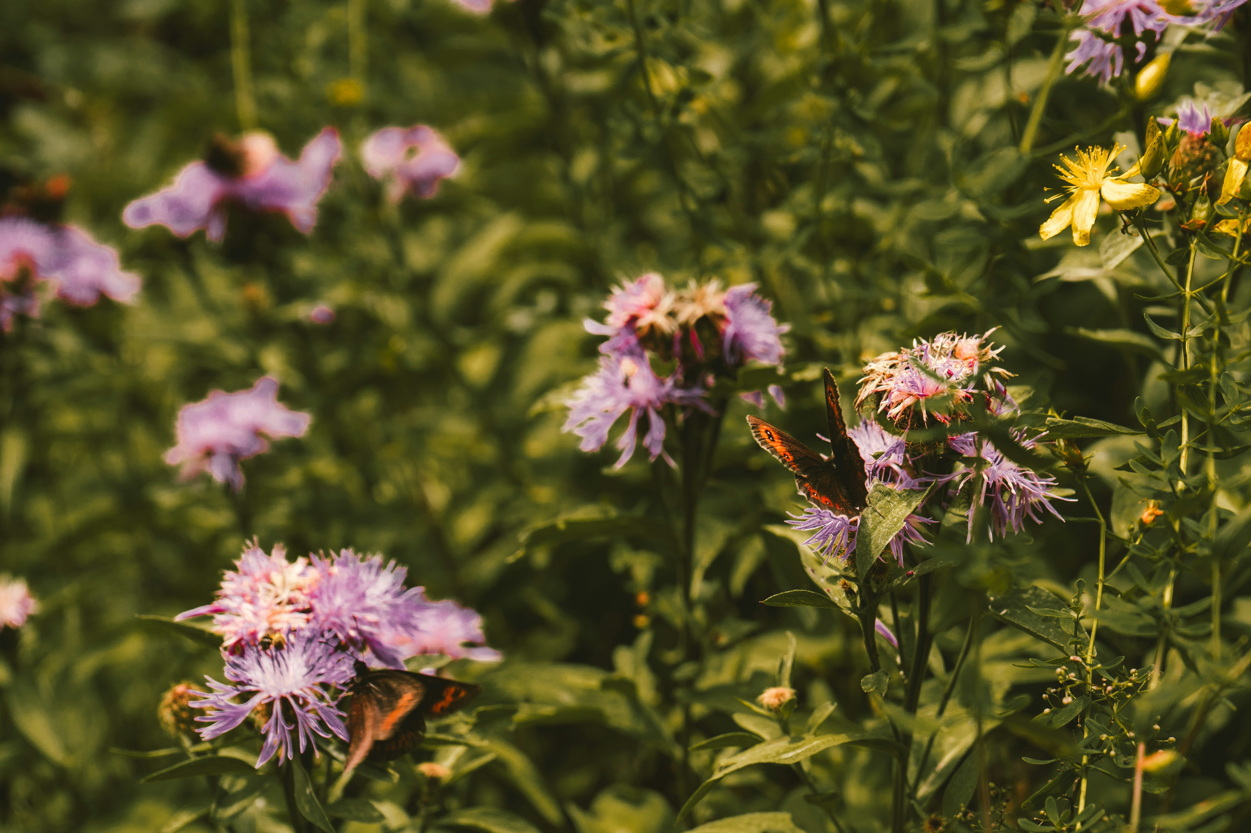 Photo by thestefankostic