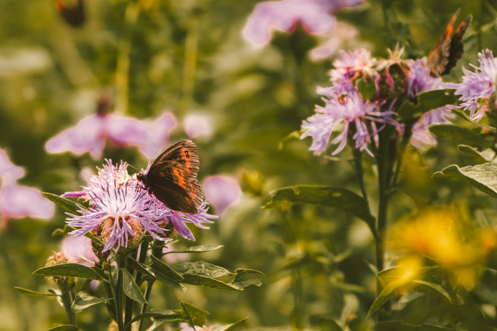 mariposa marrón en flor púrpura durante el día