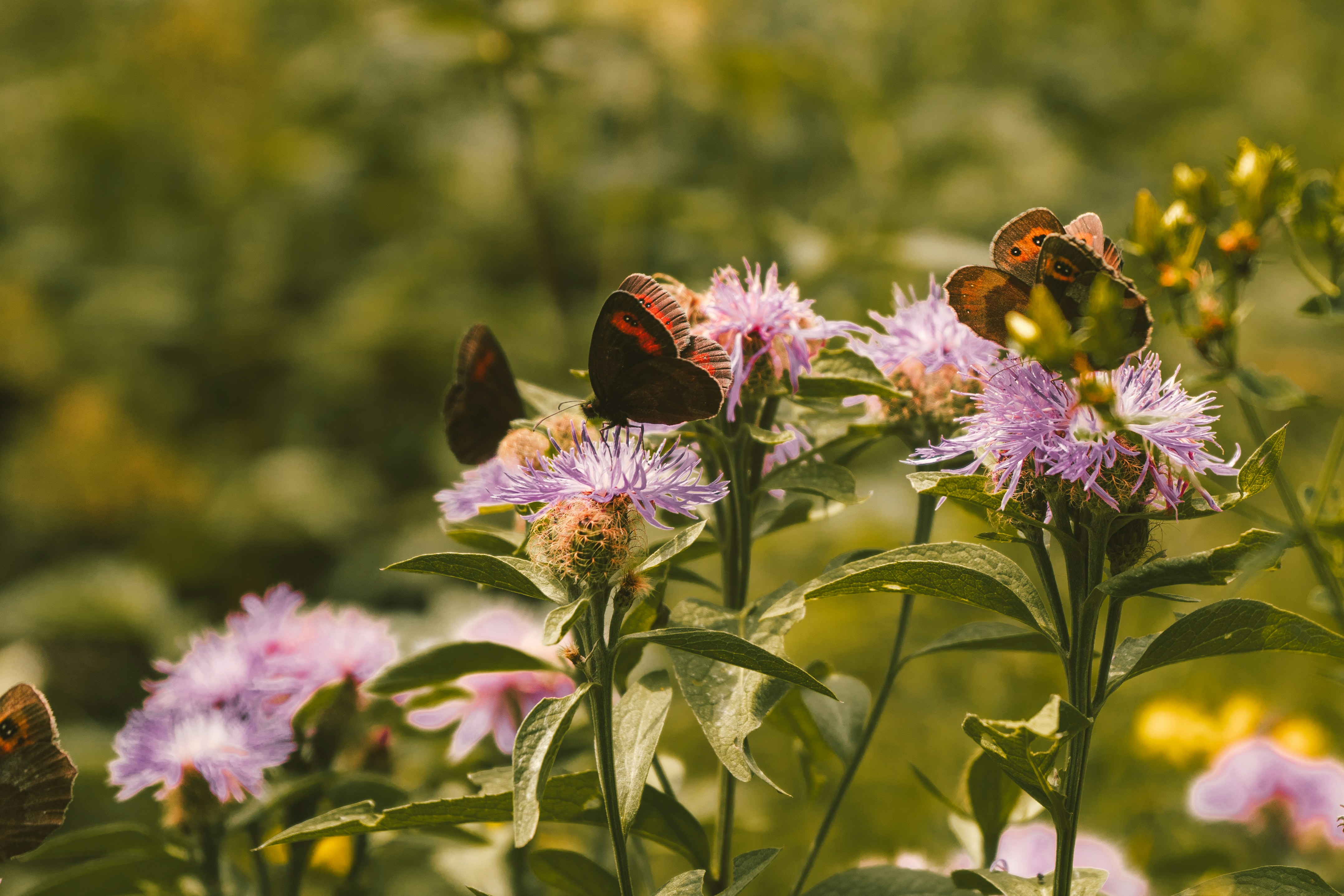 Photo by thestefankostic