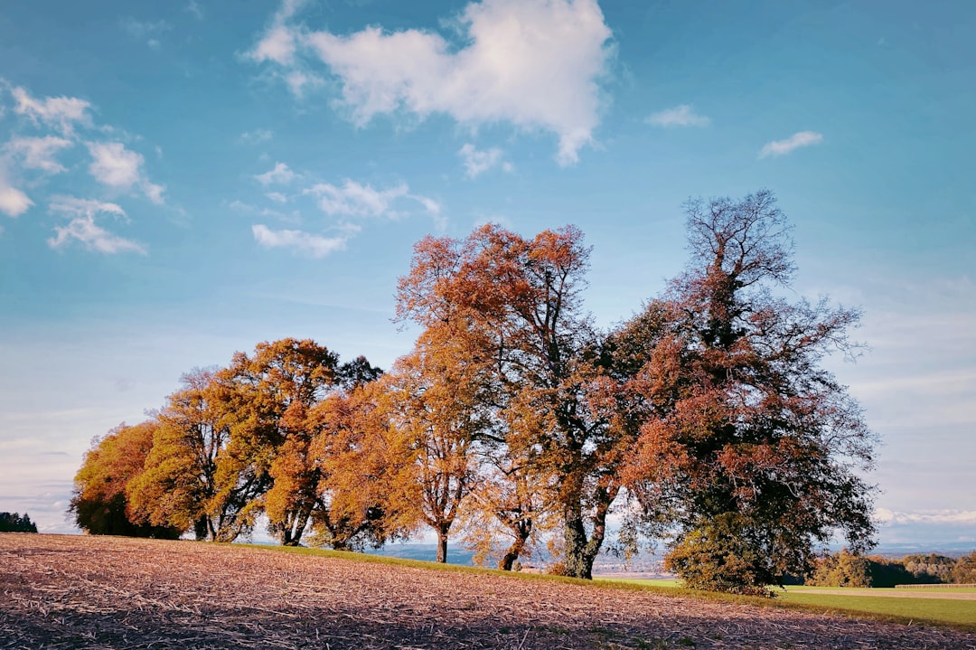 brown trees under blue sky during daytime