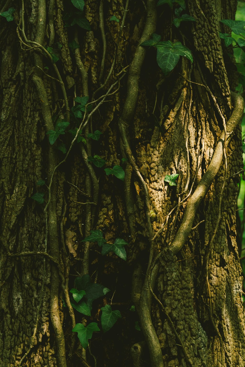 musgo verde en el tronco de un árbol marrón