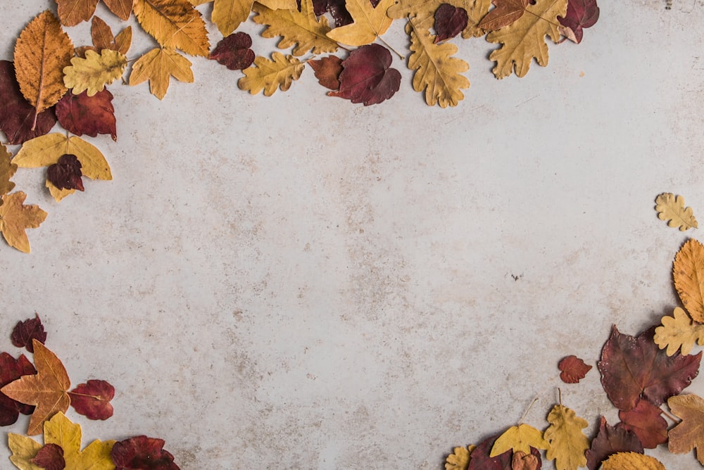 feuilles séchées sur un sol en béton blanc