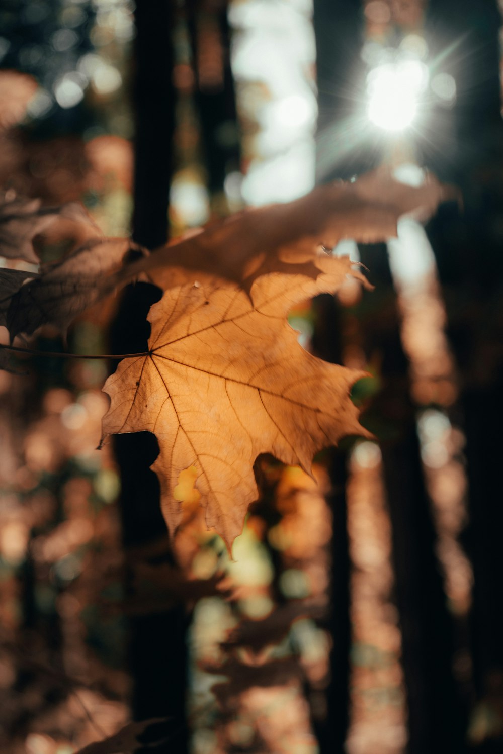 Hoja de arce marrón en el bosque durante el día