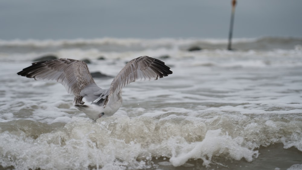 white and gray bird flying over the sea
