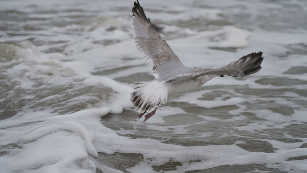 white and gray bird flying over body of water during daytime