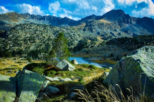 green trees near lake and mountain during daytime