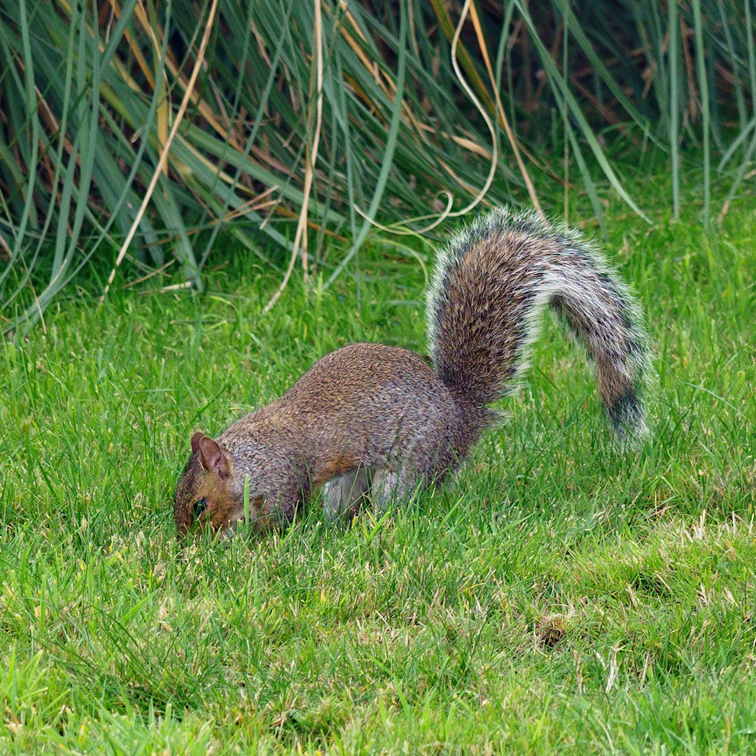 brown squirrel on green grass during daytime