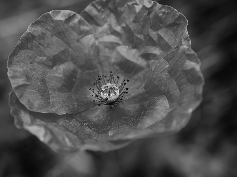 grayscale photo of flower bud