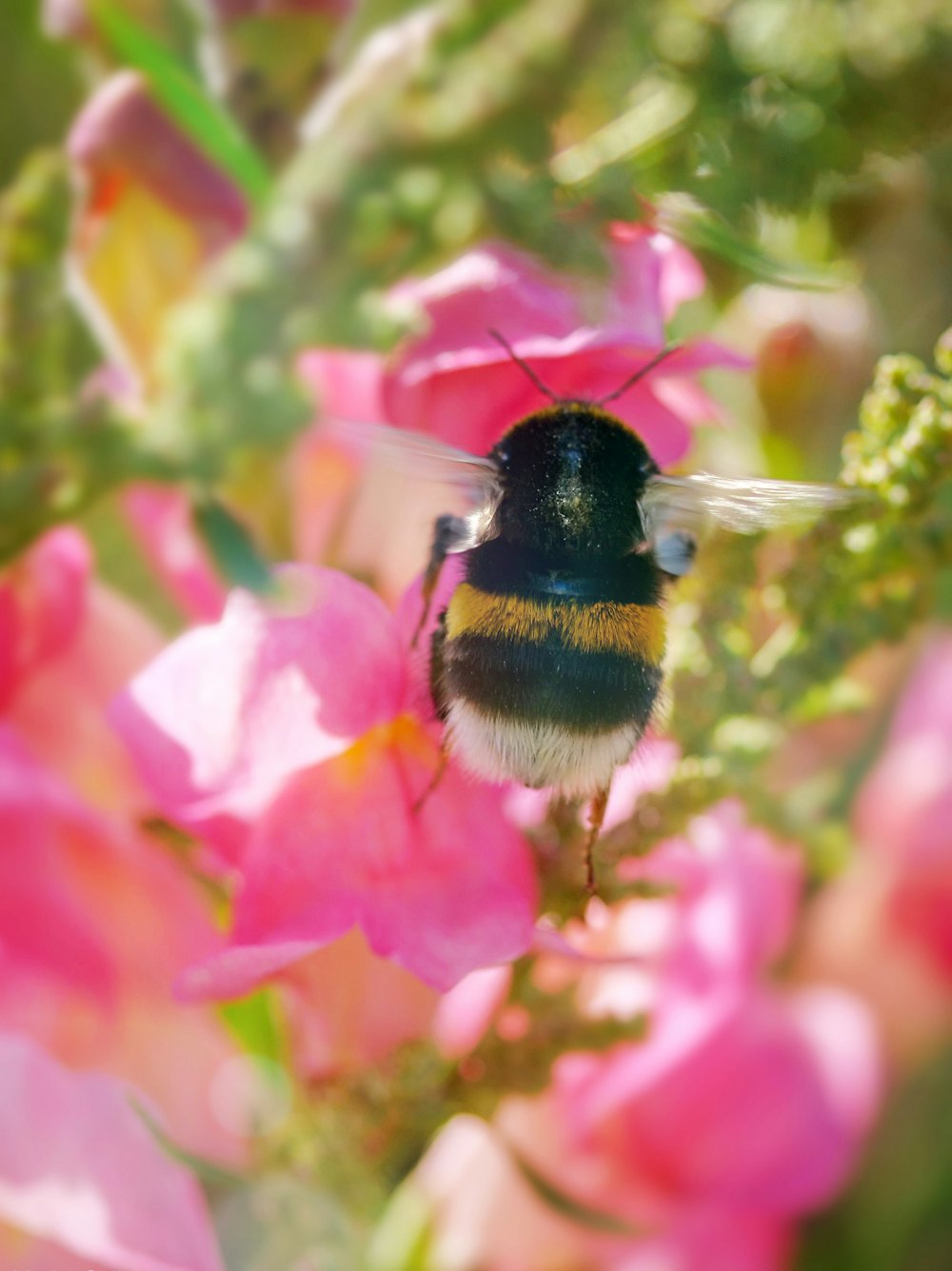 black and brown bee on pink flower