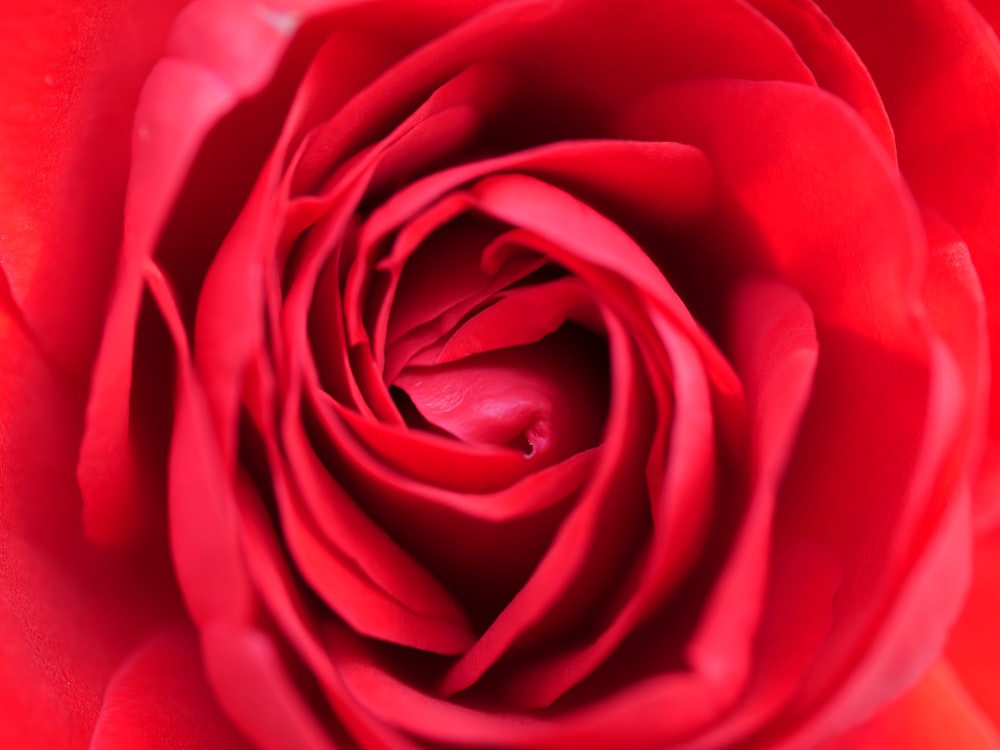 red rose in close up photography