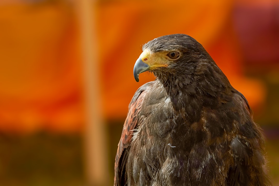 brown and black bird in close up photography