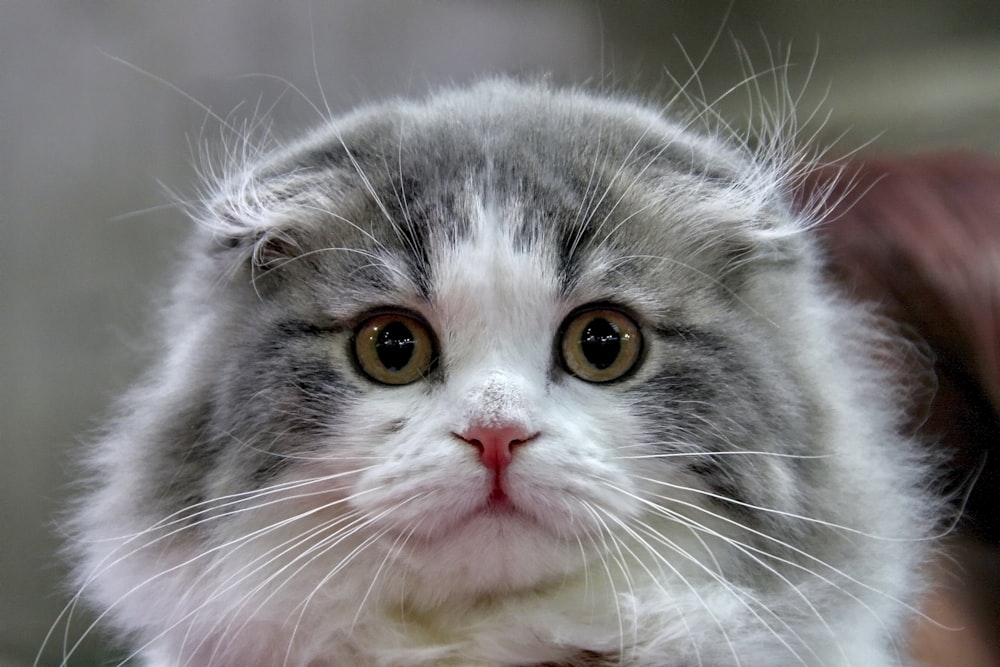 white and gray long fur cat