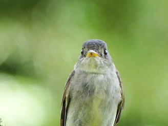 green and gray bird on brown tree branch