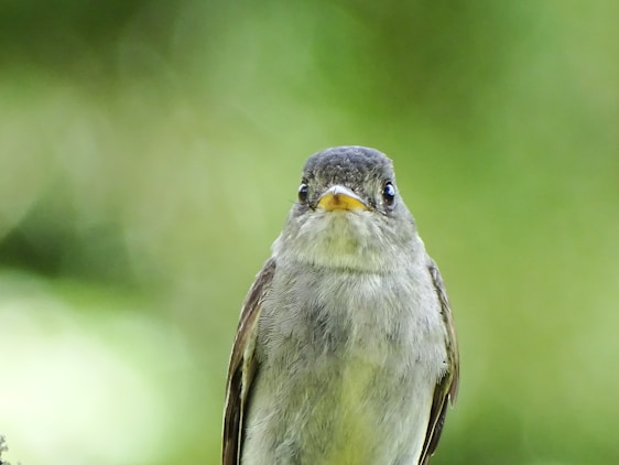 green and gray bird on brown tree branch