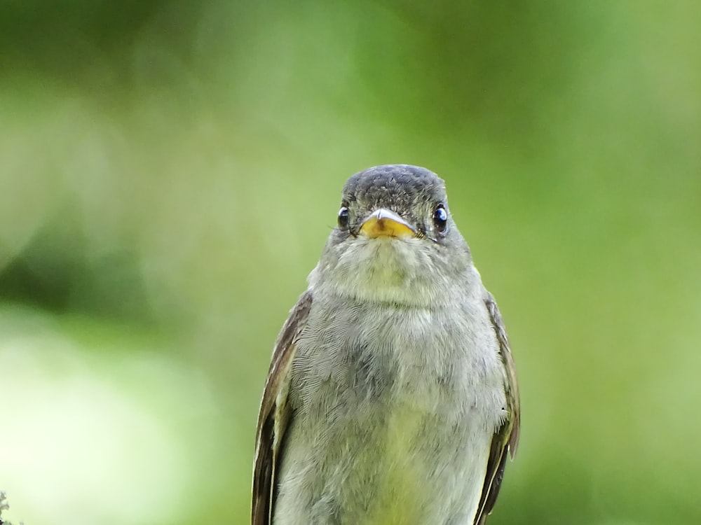 green and gray bird on brown tree branch