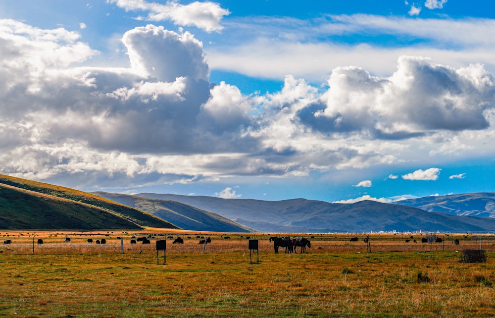 green grass field under blue sky and white clouds during daytime