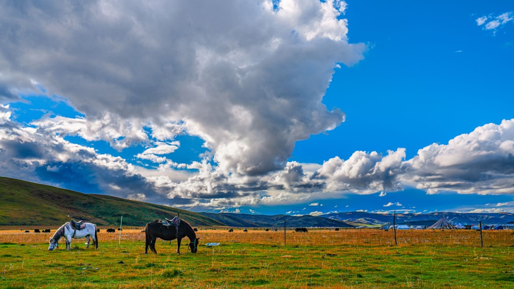 black horse on green grass field under white clouds and blue sky during daytime