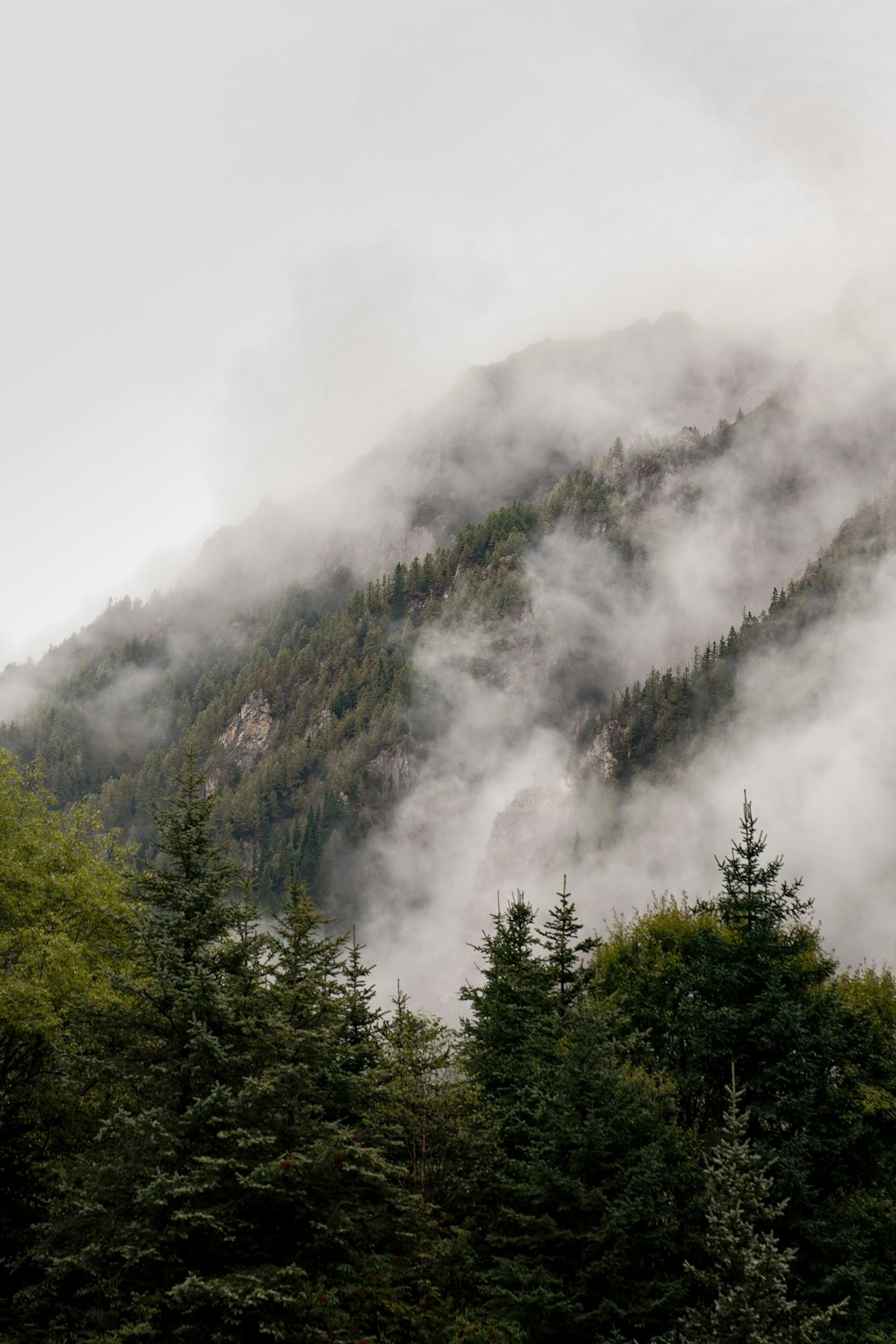 green trees on mountain covered with fog