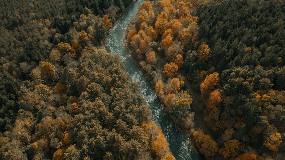 aerial view of river in between trees