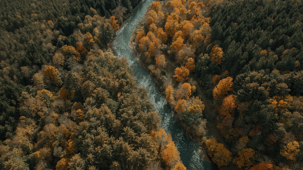 Vue aérienne de la rivière entre les arbres
