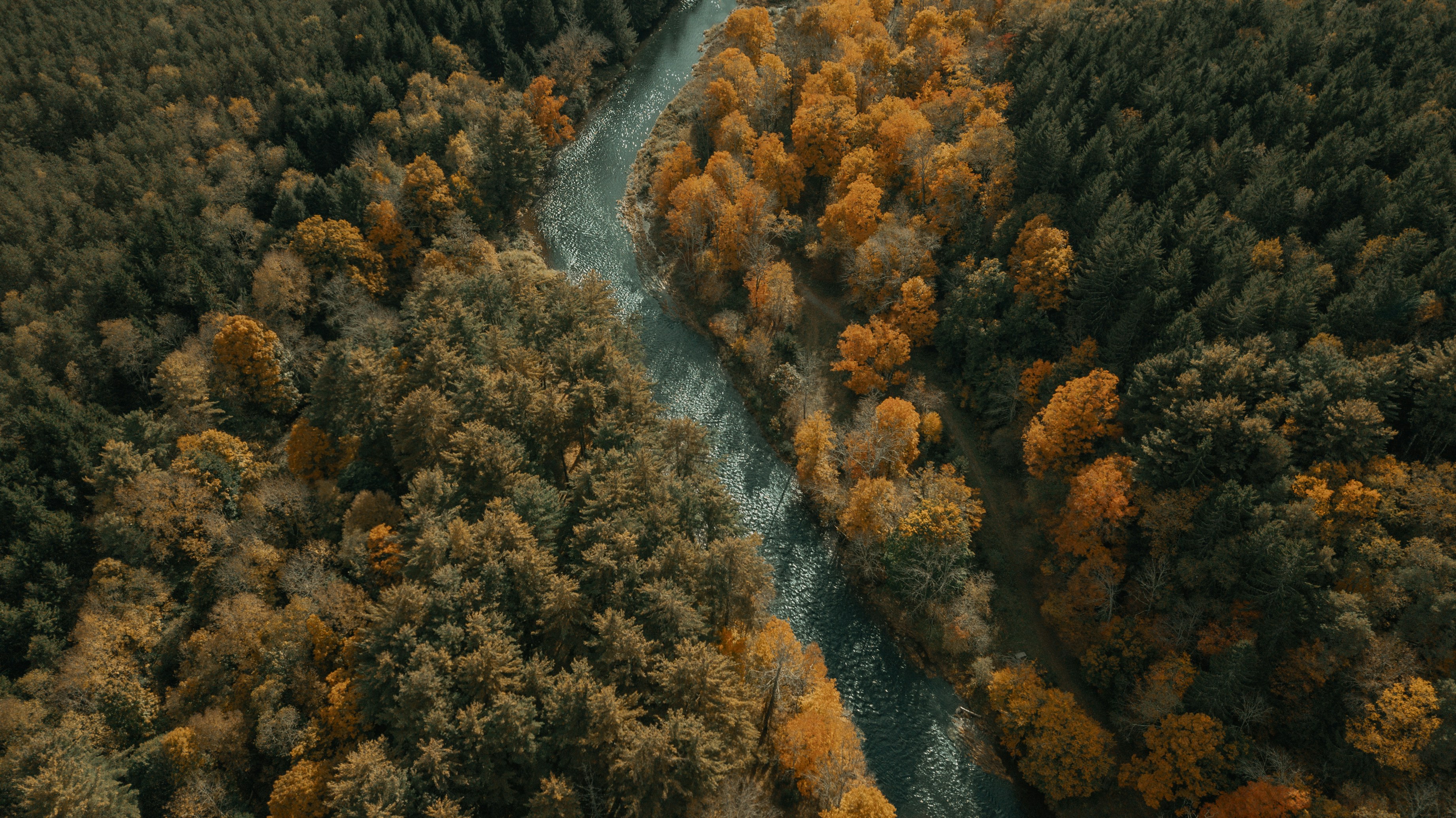 aerial view of river in between trees