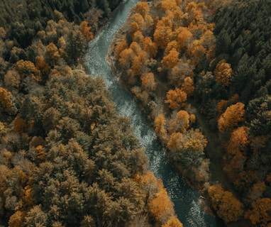 aerial view of river in between trees