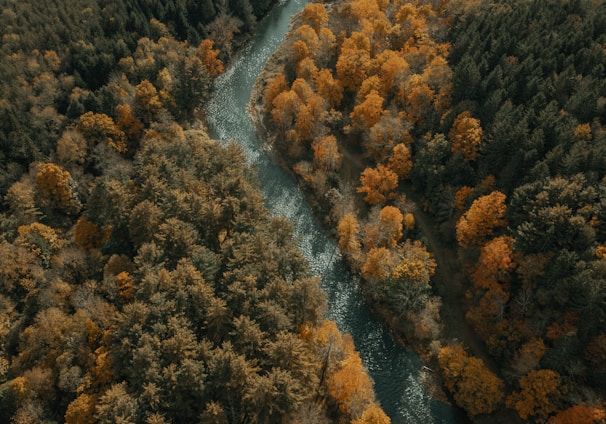 aerial view of river in between trees