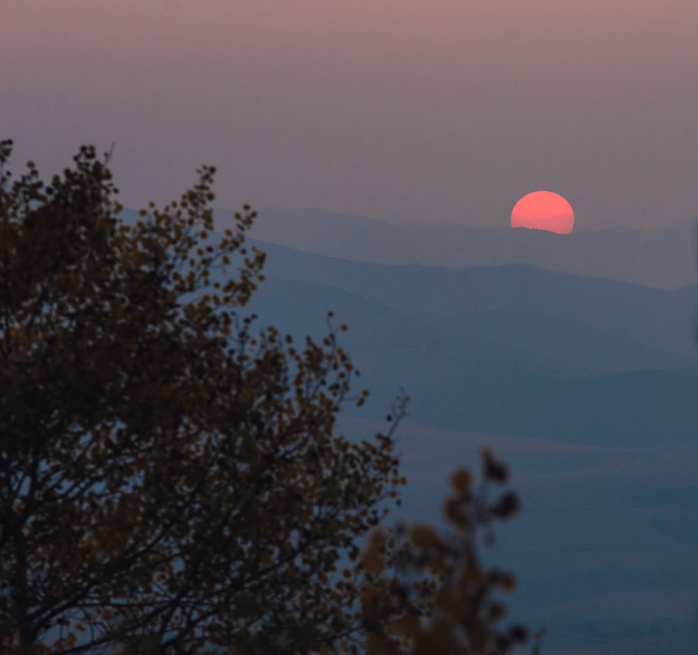 green trees and mountains during sunset