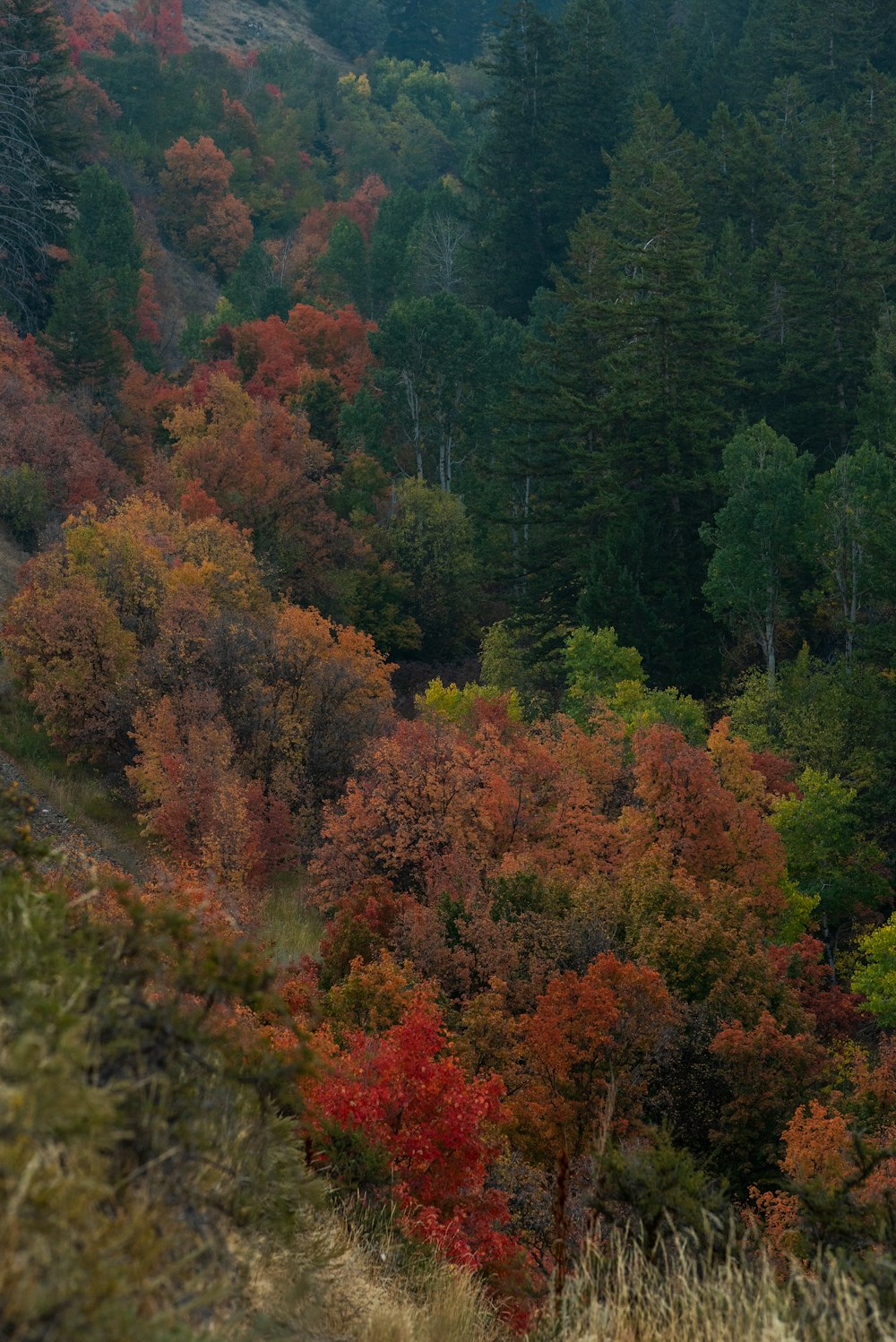 green and brown trees during daytime