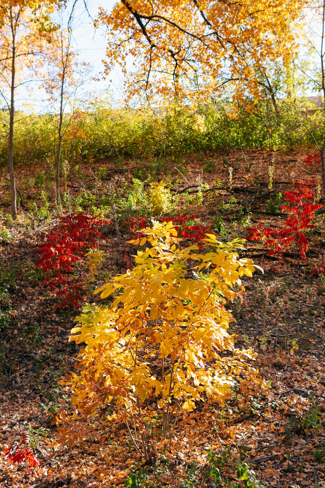 yellow and red maple leaves on ground
