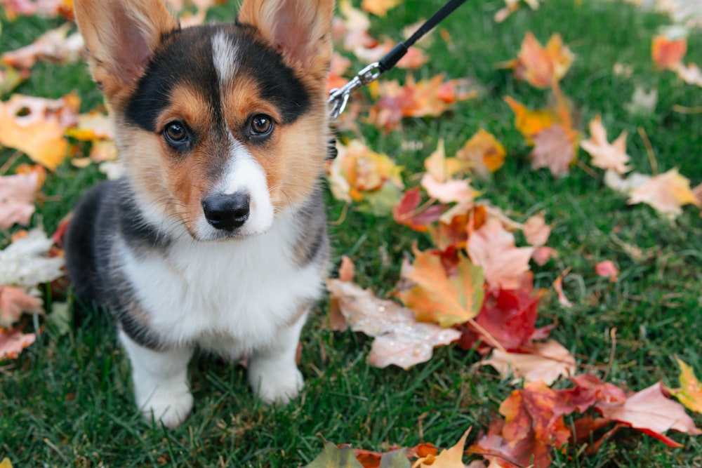 brown and white corgi puppy on brown dried leaves during daytime