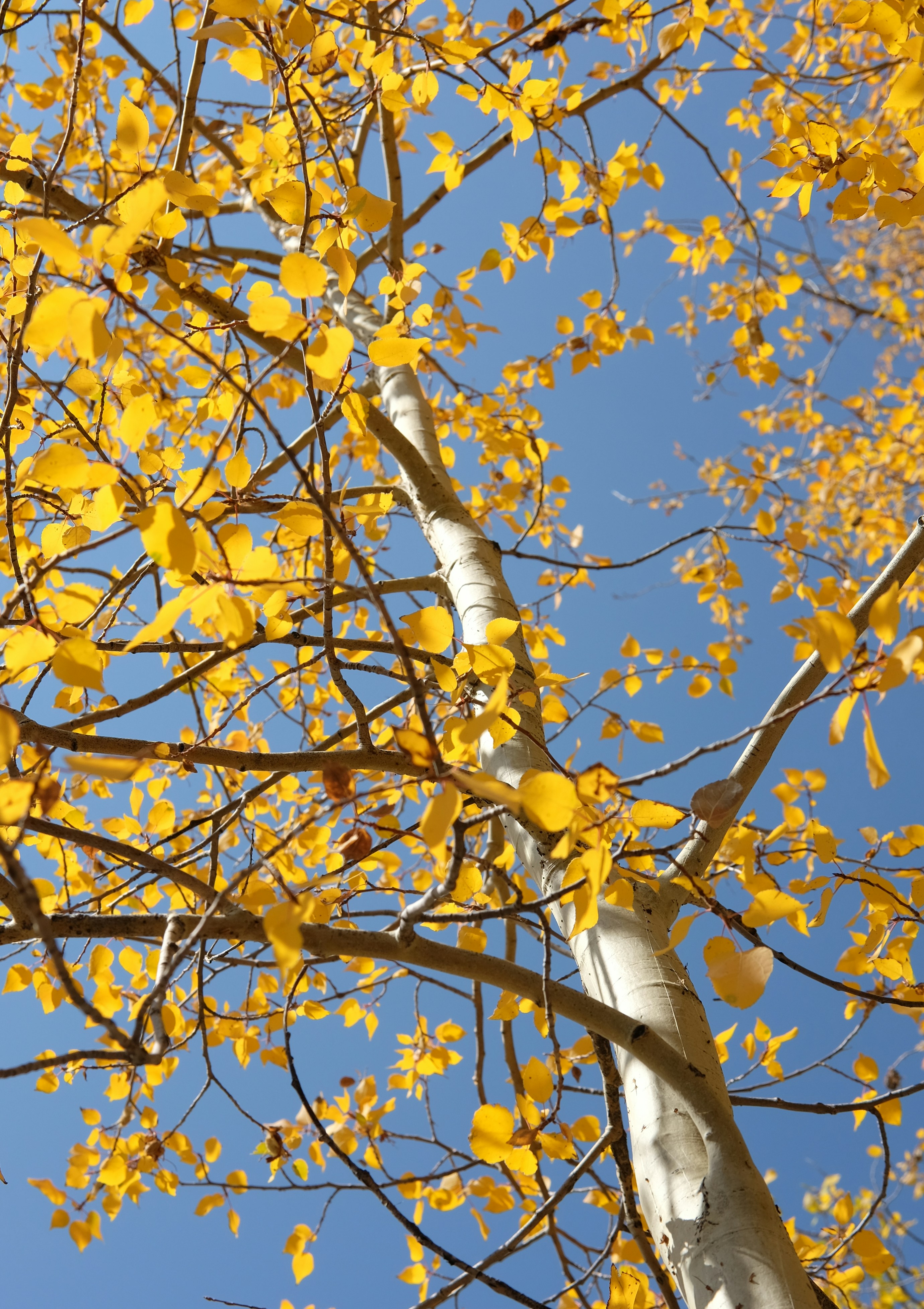 Photo by robertharknessart