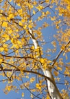 yellow leaves on brown tree branch during daytime