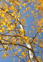 yellow leaves on brown tree branch during daytime