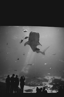 A large aquarium tank filled with various fish, including a prominent whale shark, swimming calmly. Silhouetted figures of people are observing the scene from outside the tank, creating a sense of scale and immersion.
