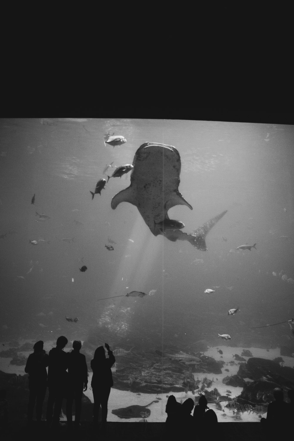 grayscale photo of people in water