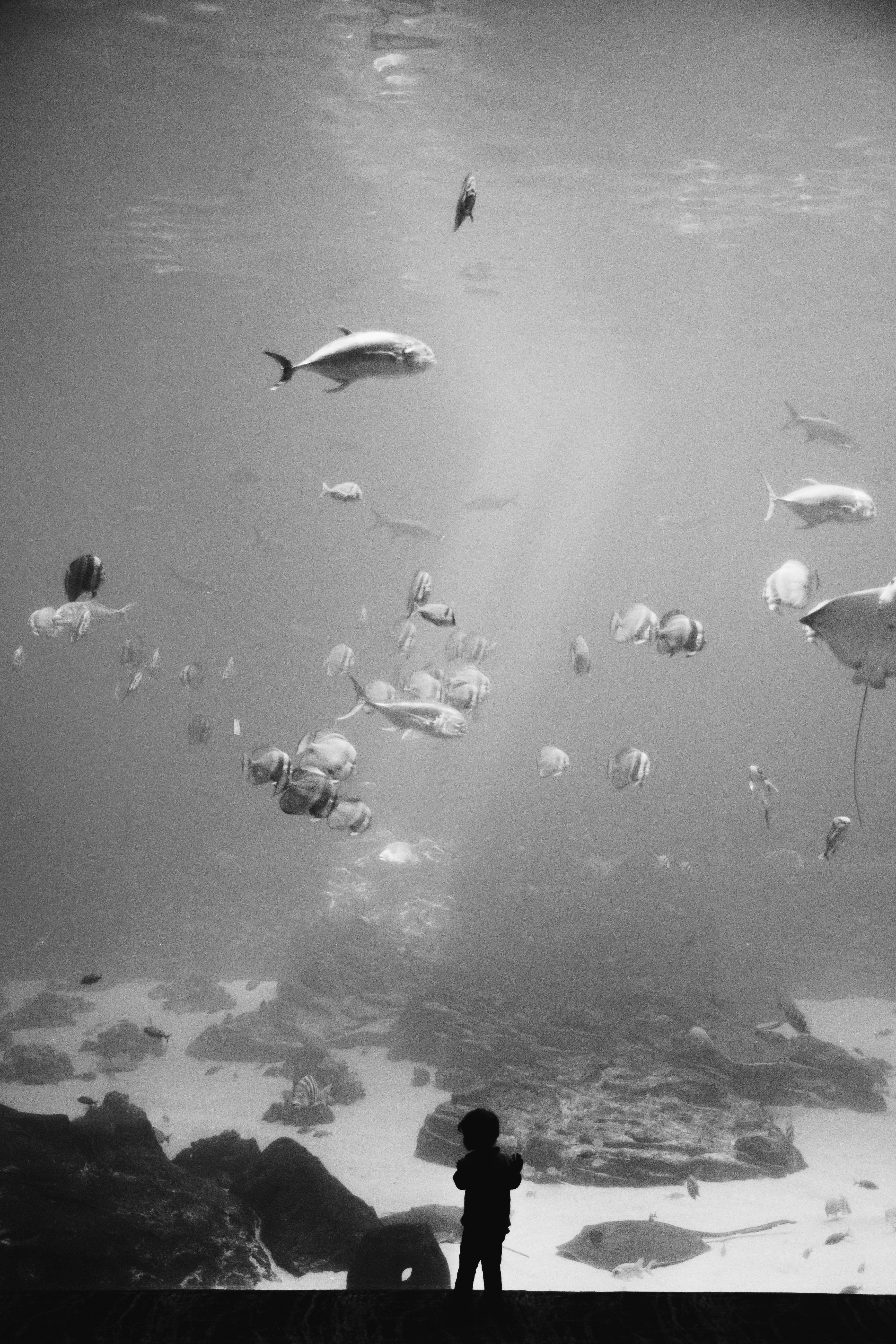 grayscale photography of fish under water