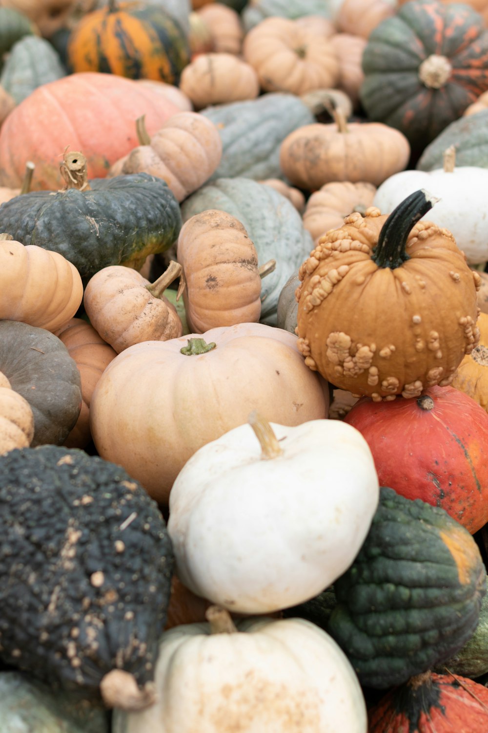 white and orange pumpkins on black and gray stones