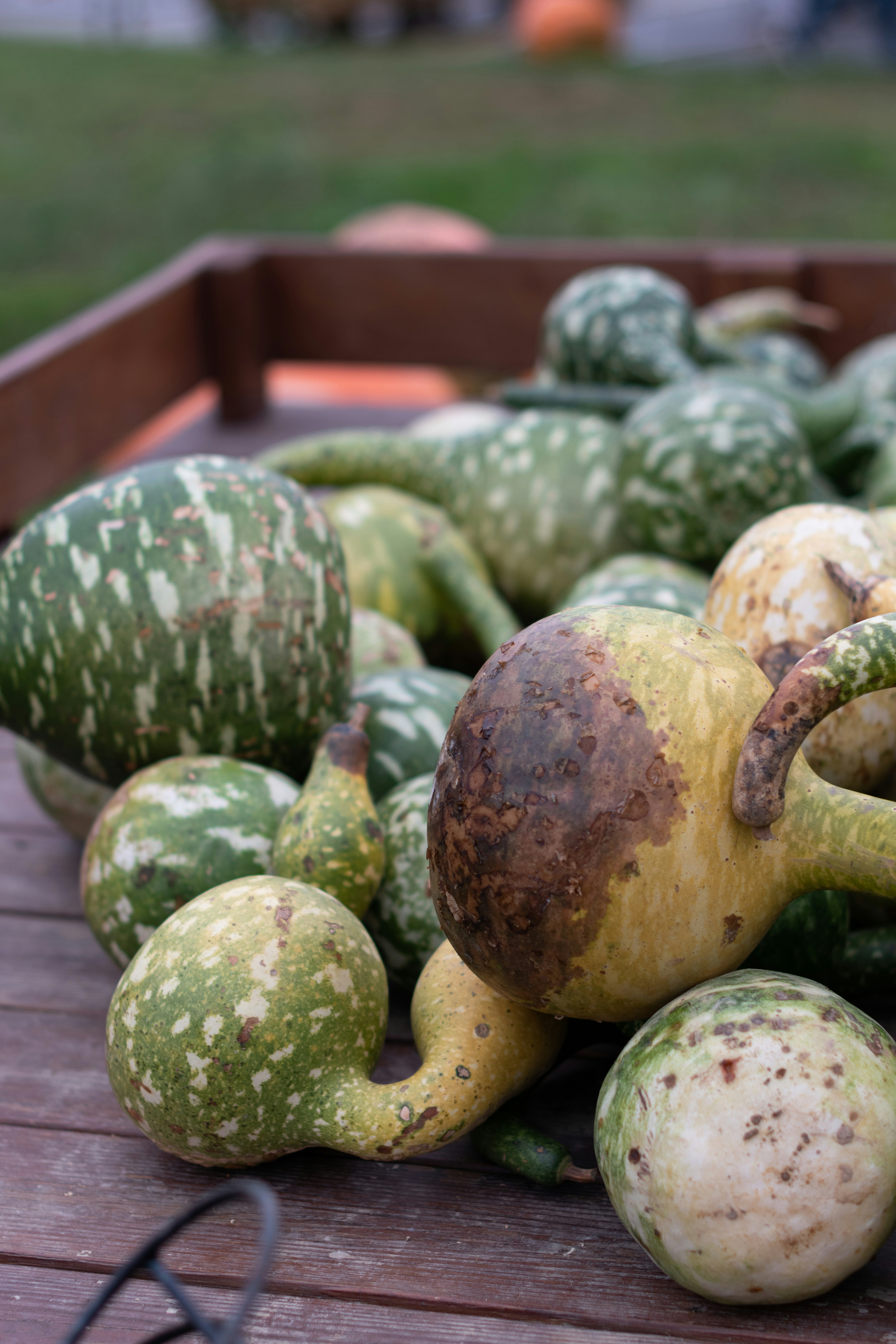 green round fruit on brown wooden table