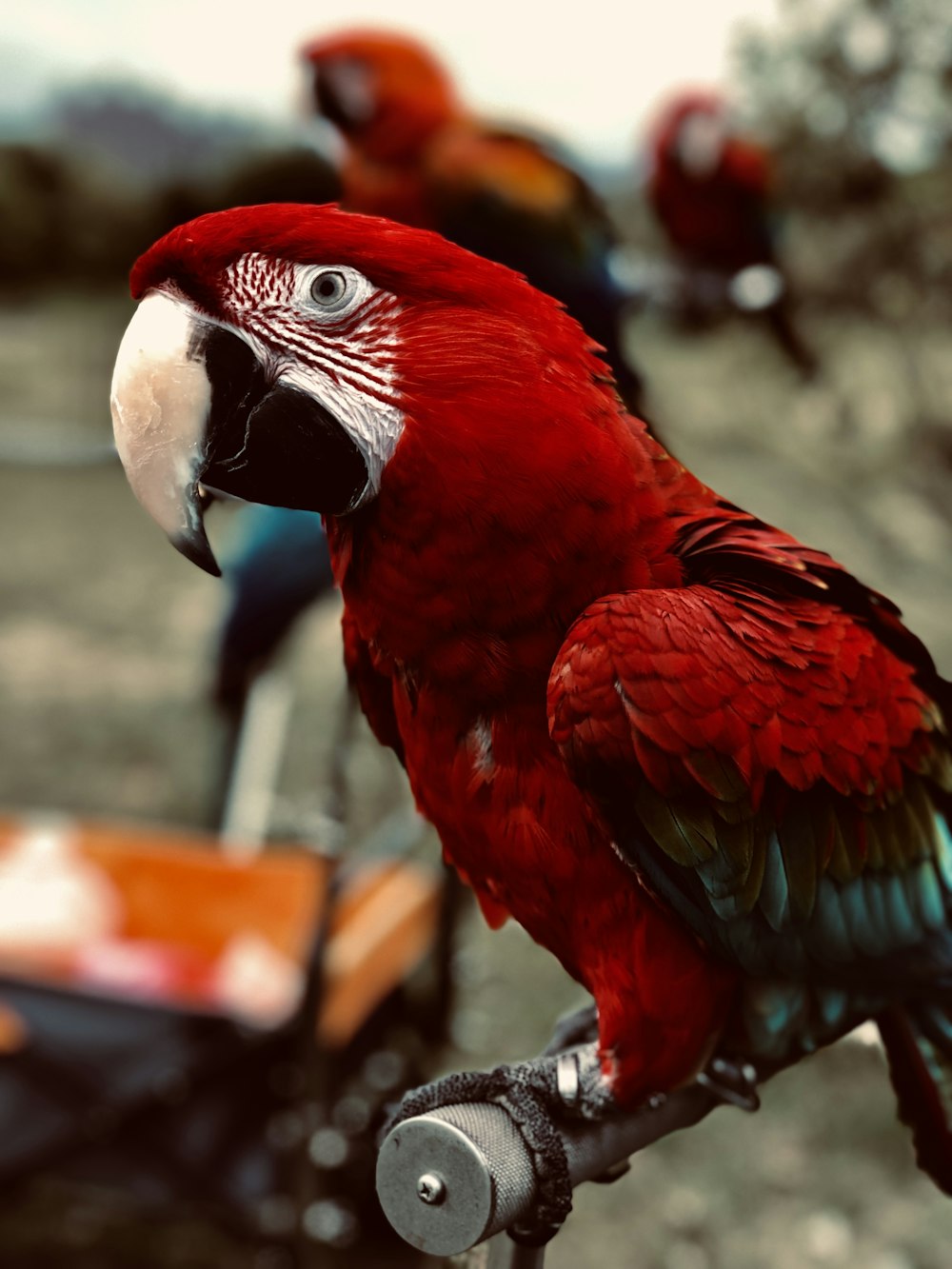 red blue and green parrot