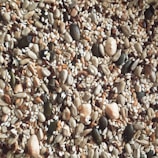 A close-up view of a diverse assortment of seeds, including pumpkin seeds, sunflower seeds, sesame seeds, and others. The seeds vary in size, shape, and color, creating a textured and earthy composition.