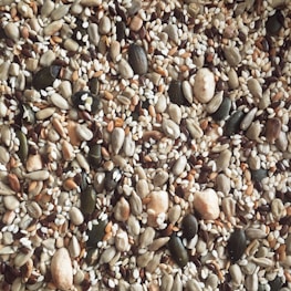 A close-up view of a diverse assortment of seeds, including pumpkin seeds, sunflower seeds, sesame seeds, and others. The seeds vary in size, shape, and color, creating a textured and earthy composition.